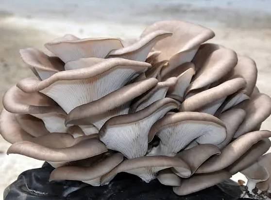 Etten 25 kat daha fazla protein var. Lezzetiyle etin önüne geçiyor. Et yiyemeyen emekliler sevinmesin bu da çok pahalı - Resim: 9